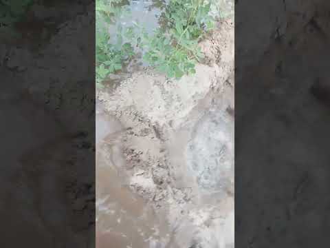 to Daypeal nut  66 Days watering