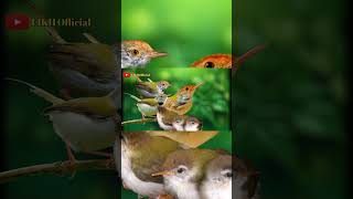 Download lagu Suara Pikat Burung Prenjak Lumut #prenjaklumut #pikatprenjak #suarapikatprenjaklumut mp3 Download lagu Suara Pikat Burung Prenjak Lumut #prenjaklumut #pikatprenjak #suarapikatprenjaklumut mp3