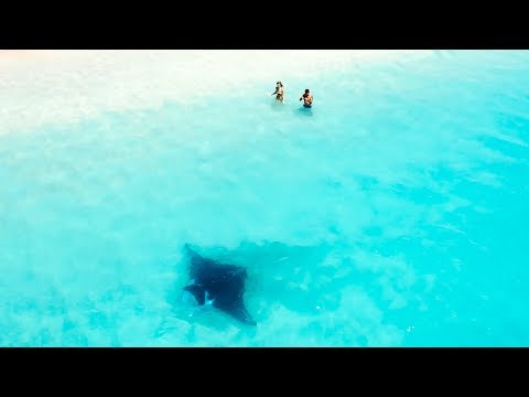 AMAZING MANTA RAY | Basic Free Dive Warm Up | Mahi Mahi Tacos Catch And Cook - Ep 62