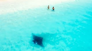 AMAZING MANTA RAY | Basic Free Dive Warm Up | Mahi Mahi Tacos Catch And Cook - Ep 62