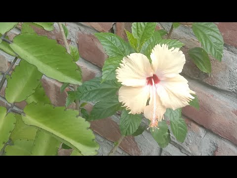 পৃথবীর সবচেয়ে মারাত্মক প্রভুভক্ত প্রাণী হলো কুকুর#কুকুরের #কুকুরের বন্ধুত্ব#প্রভু #ভক্ত