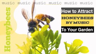 Download lagu How to Attract Honeybees by Music to Your Garden! mp4 mp3