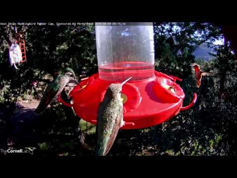 Two Magnificent Hummingbirds Visit, August 9, 2016