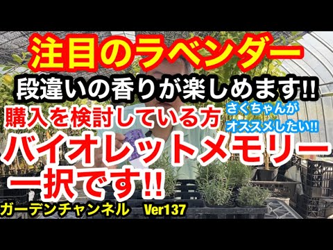 ラベンダーの育て方 – ヒント、特性、オリジナルの装飾アイデア  庭園