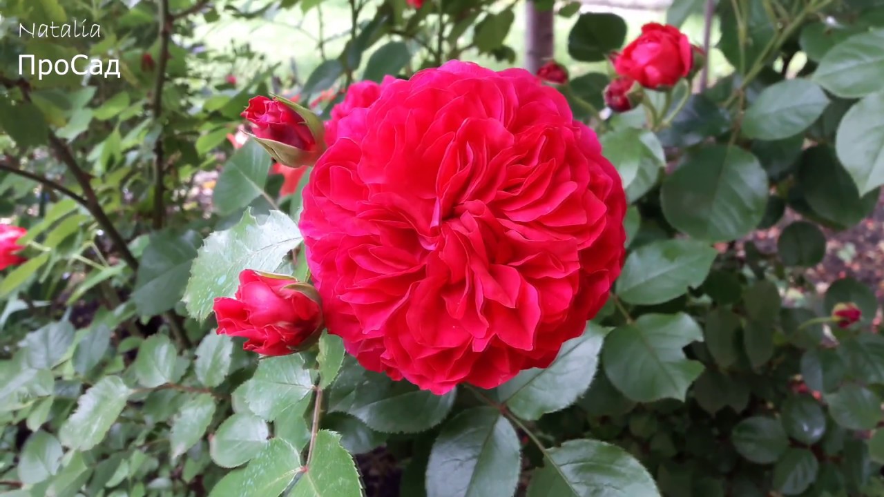 Роза  Red Leonardo da Vinci  Meilland в моем саду.