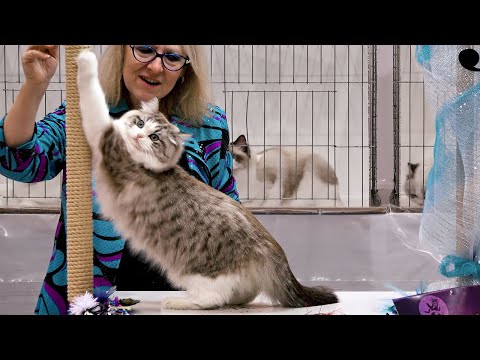 CFA International Show 2018 - RagaMuffin Adult class judging