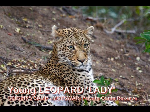 LEOPARD - young female | Geiger's Camp Motswari | Timbavati  Game Reserve | Kruger National Park