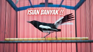 Download lagu KACER GACOR ISIAN BANYAK, BISA MEMICU KACER ANDA LANGSUNG NYAUT ! mp3