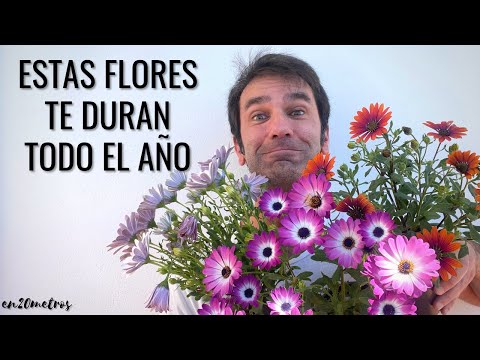 , title : 'CURIOSIDADES y CUIDADOS de la DIMORPHOTECA: flores para todo el año || en20metros'