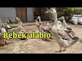 Jenis Bebek Alabio Asli Kalimantan Selatan