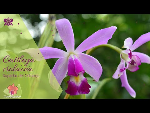 🌸Como cultivar Cattleya violacea, superba del orinoco | cuidados sobre orquídeas | CorpOrquidea