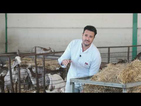 MIGUEL ÁNGEL PEDRAJAS - CABRA FLORIDA [ACRIFLOR] (ENGLISH)