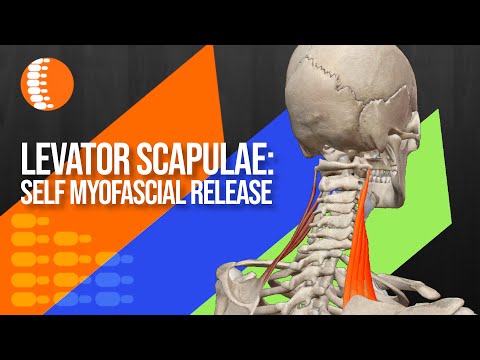 Self myofascial release of levator scapulae - Dr Notley Chiropractor  Athletic Therapist in Winnipeg
