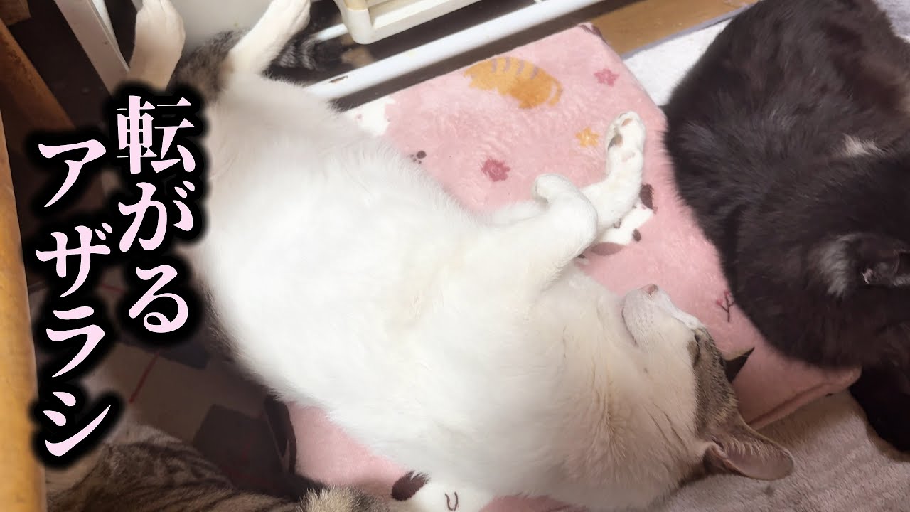 ママの座布団が気に入ったしらたまくん保護して初めてのへそ天をしちゃいました