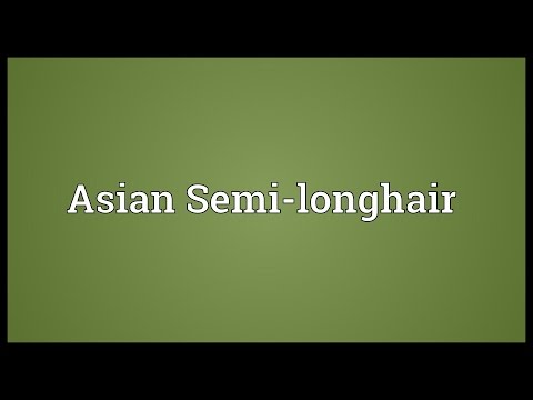 Asian Semi-longhair Meaning
