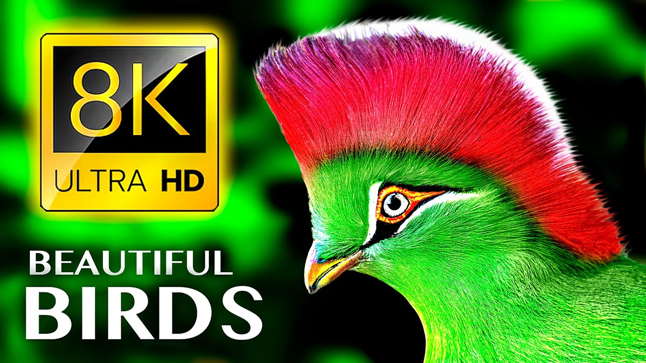 The Greatest BIRD COLLECTION in 8K 60FPS HDR
