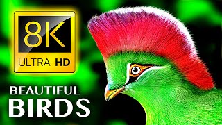 The Greatest BIRD COLLECTION in 8K 60FPS HDR
