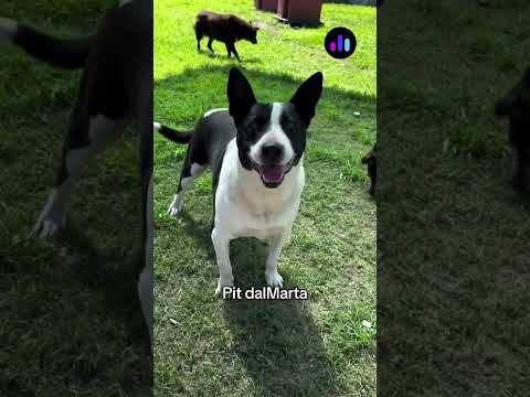 "Razas exclusivas": la original campaña de un refugio para promover la adopción