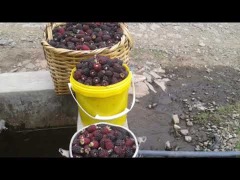 Pasacalles Sanjuaninos y Albazos Ecuatorianos viejitos