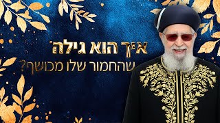 איך הוא גילה שהחמור שלו מכושף? 🫏 | מרן רבינו עובדיה יוסף זצ''ל (מורשת מרן) - התמונה מוצגת ישירות מתוך אתר האינטרנט יוטיוב. זכויות היוצרים בתמונה שייכות ליוצרה. קישור קרדיט למקור התוכן נמצא בתוך דף הסרטון