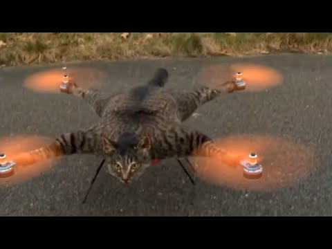 cat drone meme (original)