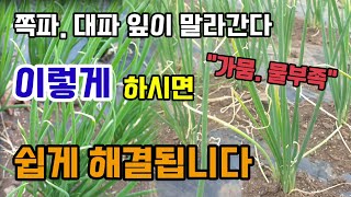 쪽파. 대파 잎이 말라간다 가뭄 물부족 칼슘석회결핍현상 이렇게 하시면 쉽게 해결됩니다.