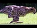 SPEED FREAKS! 10 of THE FASTEST ANIMALS in ...