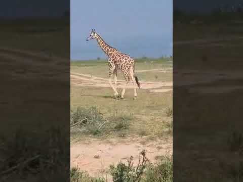 Graceful Giants of Murchison Falls,  Giraffes Roaming Wild and Free.#Ugandasafari #murchisonfalls