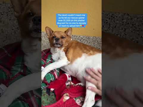 Can you help our rescue dogs⁉️🥺Link in our bio🫶 #amazon #rescuedog #chihuahua #shelter #florida