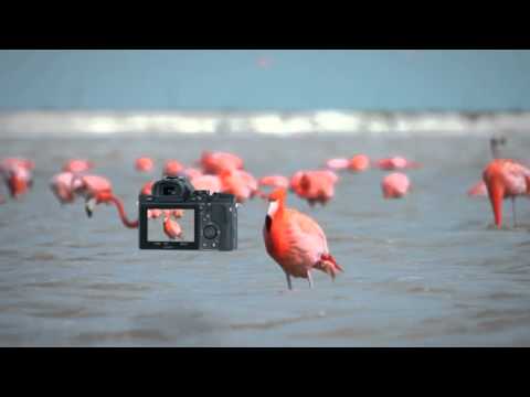 Фотоаппарат Sony ILCE-7R видео 1