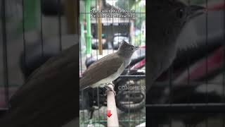 Download lagu Cucak Jenggot Gacor Mbeset Ngetril Kasar mp3 Download lagu Cucak Jenggot Gacor Mbeset Ngetril Kasar mp3