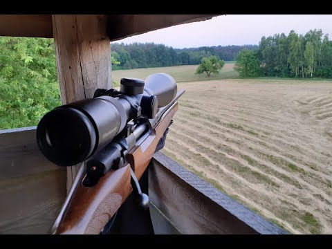 dzik polowanie psy itp. ;) - wild boar hunting