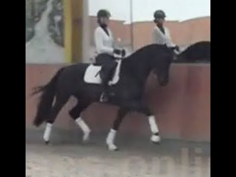 2014 Westfalian mare / Westf. Stute von FRANZISKUS www.sporthorses-online.com