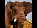 American Elephant Trumpet 3