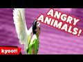 When Animals Attack Compilation Of 2016 Kyoot Animals