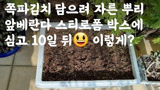 쪽파, 스티로폼 박스에서 푸릇파릇 새생명 