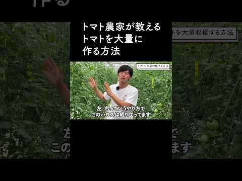 トマトの苗を早く成長させる方法