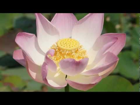 FK - Lotus Garden