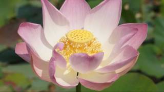 FK - Lotus Garden
