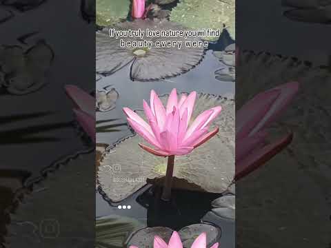 lotus pink colour full flowers ll#natural #lotus #flowers