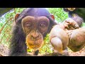 Chimpanzee KIDNAPS Robot Tortoise! | Spy In The Wild | BBC Earth Kids