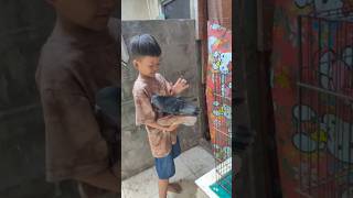 Download lagu Itu mah galak al 😂 #merpatiku #burungmerpati #burungdara mp3