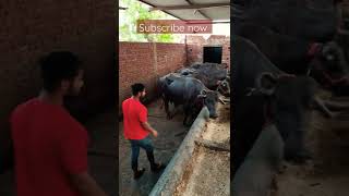 #dairy#farming#farm#shorts#shortvideo#buffalo#cow#funny#funnyvideo#viral#trending#trendingshorts