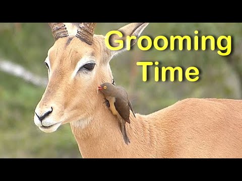 Nature's Beauty: Red-billed Oxpecker Grooms Impala Ram.