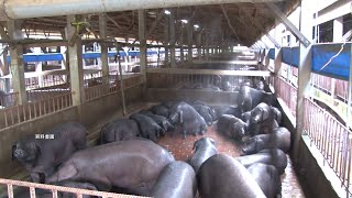 アフリカ豚熱蔓延すれば2000億元の経済損失、養豚協会：台湾全体の危機