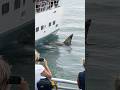 Encounter with Shark from Cruise Ship#Tourists Watching from Ship's Side#Shark Encounter#Cruise Ship
