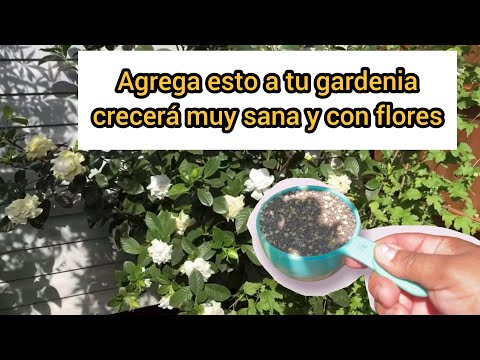 , title : 'HAZ ESTO Y TU GARDENIA CRECERÁ SANA Y CON FLORES || Como cuidar gardenias'