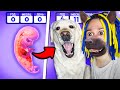 ЭТОТ СИМУЛЯТОР СОБАКИ СЛИШКОМ РЕАЛИСТИЧНЫЙ!! (Dog Life Simulator)
