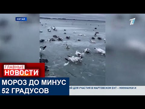 В КИТАЕ АНОМАЛЬНЫЙ МОРОЗ, ИЗ-ЗА КОТОРОГО ПОЧТИ МГНОВЕННО ПОГИБЛИ СОТНИ ПТИЦ