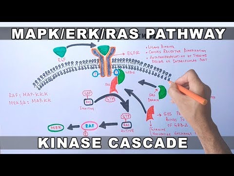MAPK/ERK Signaling Pathway